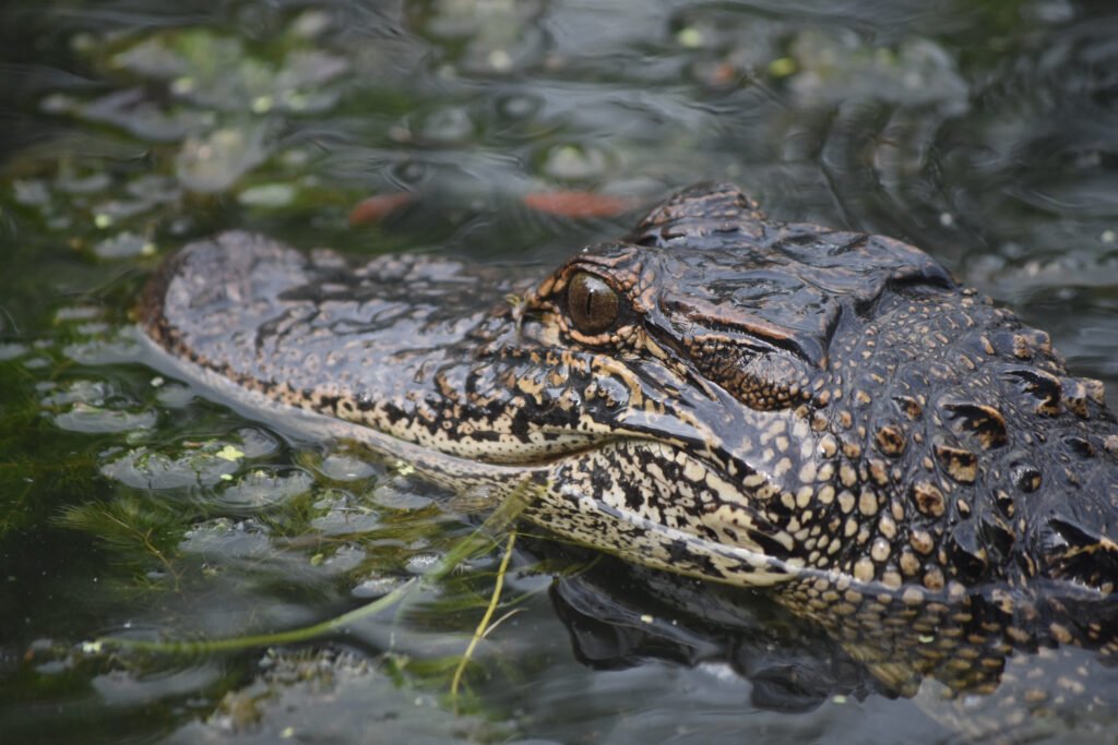 saltwater-crocodiles-andaman
